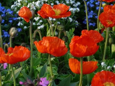 Best flowering options to enliven your home garden