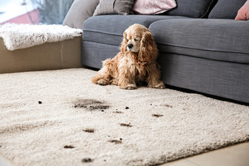 Pet safety when cleaning your living room