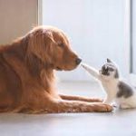 cat-and-dog-as-pets
