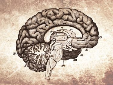 brain based learning