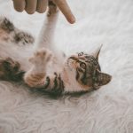 Carpet Cleaning Tips For Pet Owners