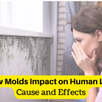 How Molds Impact on Human Life