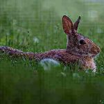 10 Tips to Hunt Cottontail Rabbits