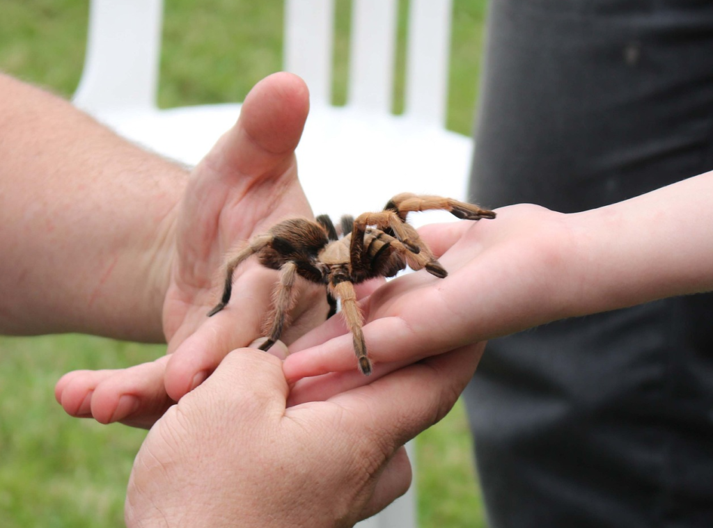 Tarantula Handling 101: Safety Tips for Interacting with Your Tarantula