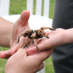 Tarantula Handling 101: Safety Tips for Interacting with Your Tarantula